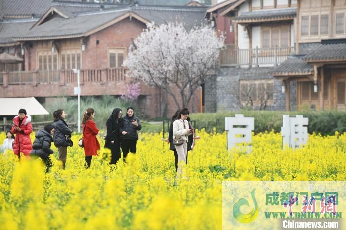 成都官塘新村春色如画川西林盘风貌吸引游客